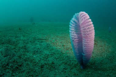 Komodo Milli Parkı' ndaki kumlu bir yamaçtan yetişen mor bir deniz kalemi plankton yakalar. Deniz kalemleri genellikle mevcut kumlu habitatlarda bulunur.