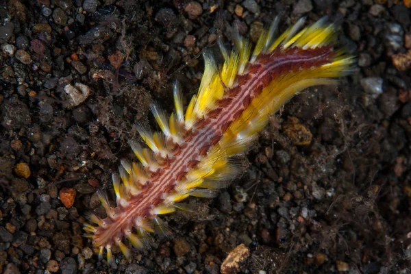 Ein Borstenwurm Chloe Fusca Kriecht Über Einen Schwarzen Sandhang Komodo — Stockfoto