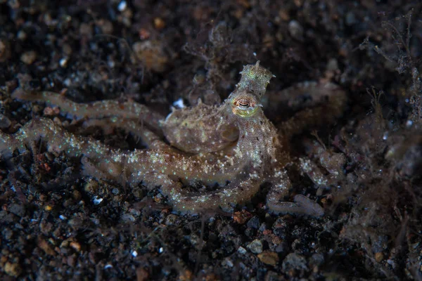 在印度尼西亚科莫多国家公园 一只身份不明的章鱼 爬过黑沙 珊瑚三角的这个热带地区已知拥有非凡的海洋生物多样性 — 图库照片