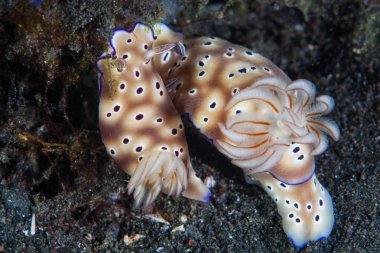 Komodo Ulusal Parkı renkli nudibranchs bir çift, Hypselodoris tryoni, Endonezya. Bu tropikal alan Mercan Üçgeni'nin bir parçasıdır ve dalgıçlar ve şnorkelciler için popüler bir yerdir.