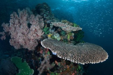 Mercan ve diğer deniz omurgasızlar renkli bir dizi Komodo Milli Parkı, Endonezya sağlıklı bir mercan resifi üzerinde büyür. Bu tropikal bölge tüplü dalgıçlar ve şnorkelciler için popüler bir yerdir.