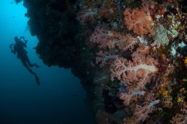 Bir dalgıç Komodo Milli Parkı, Endonezya canlı bir mercan resifi araştırıyor. Bu bölge, olağanüstü deniz biyoçeşitliliğinin bulunduğu ve dalgıçlar ve Şnorkelle Dalış için popüler bir yerdir.