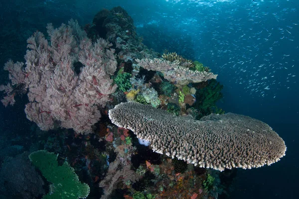 Ensemble Coloré Coraux Autres Invertébrés Marins Poussent Sur Récif Corallien — Photo