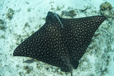 Bir Benekli kartal ışını, Aerobatus narinari, Belize kıyılarında Karayip Denizi'nde yüzer. Bu alan, Mesoamerican Barrier Reef, Dünya'nın ikinci büyük resif sisteminin bir parçasıdır.