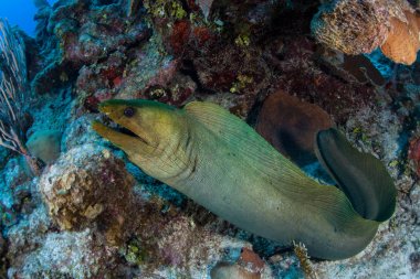 Yeşil moray eel, Gymnothorax funebris, Belize kıyılarında Karayip Denizi'nde av için avı. Bu alan, Mesoamerican Barrier Reef, Dünya'nın ikinci büyük resif sisteminin bir parçasıdır.