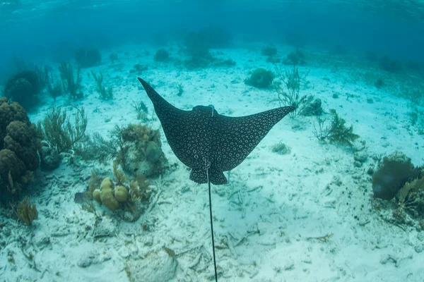 Bir Benekli Kartal Işını Aerobatus Narinari Belize Kıyılarında Karayip Denizi — Stok fotoğraf