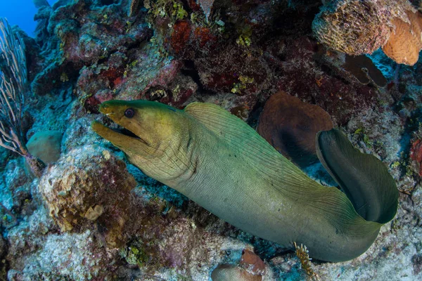 Una Morena Verde Gymnothorax Funebris Caza Presas Mar Caribe Frente —  Fotos de Stock