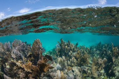 Güzel ve sığ mercan resifi Belize kıyılarında Karayip Denizi'nde yetişir. Bu alan, Mesoamerican Barrier Reef, Dünya'nın ikinci büyük resif sisteminin bir parçasıdır.