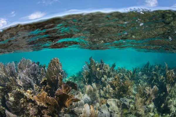 Ett Vackert Och Grunt Korallrev Växer Karibiska Havet Utanför Belizes — Stockfoto