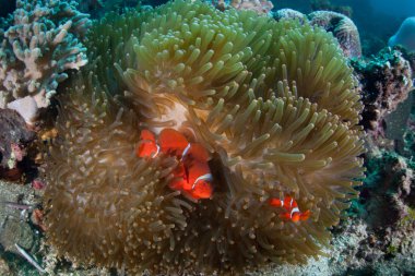 Spinecheek anemonefish, Premnas biaculeatus, Endonezya'da bir resif üzerinde ev sahibi anemon dokunaçları arasında yüzmek. Bu anemonefish en büyük türüdür.