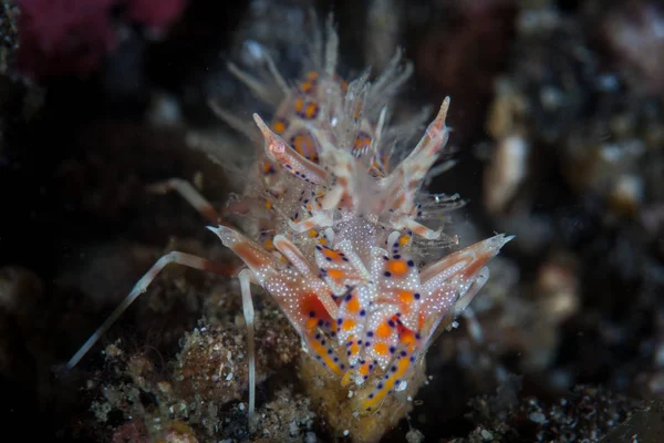 在伦贝海峡 一只尖刺的虎虾 一种肉食性甲苯甲苯 生活在通常隐藏在海底瓦砾中的神秘生命 它们经常成对被发现 — 图库照片