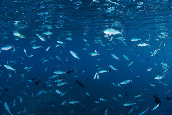 School Fusiliers Feeds Plankton Surface Pacific Ocean Solomon Islands — Stock Photo, Image