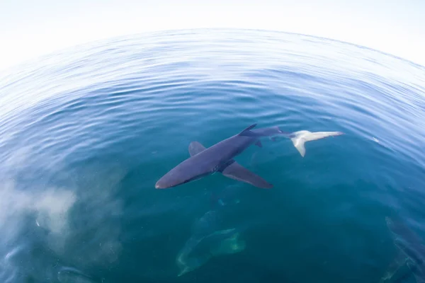 Žralok Modrý Prionace Glauca Plave Mírných Vodách Atlantského Oceánu Pobřeží — Stock fotografie