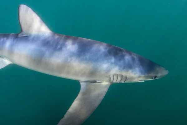 Ένας Γαλάζιος Καρχαρίας Πρίονις Γκλάκα Κολυμπάει Στα Εύκρατα Νερά Του — Φωτογραφία Αρχείου