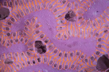 Endonezya'da sağlam bir mercan resifi üzerinde büyüyen renkli bir sömürge tunicate detay.