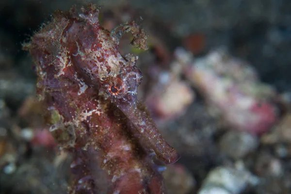 一只五颜六色的河口海马 海马库达 依附在伦贝海峡的海底 它的尾巴 这个物种经常采取附近的无脊椎动物的颜色伪装 — 图库照片