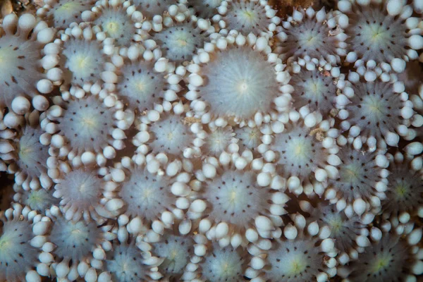 Detalhe Pólipos Coral Crescem Recife Coral Indonésia Cada Pólipo Animal — Fotografia de Stock