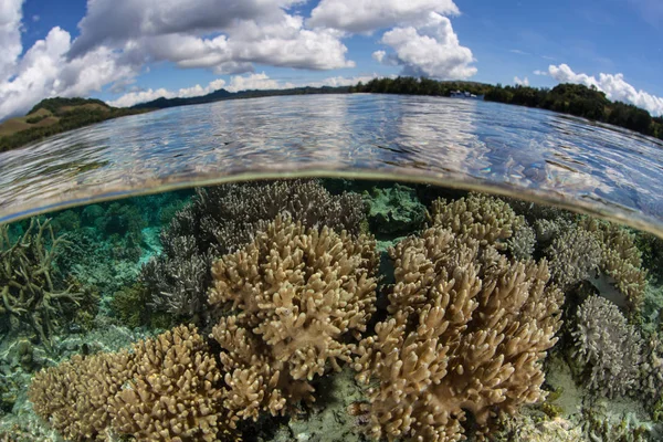 Здорові Корали Ростуть Сланця Віддаленої Лагуни Соломонових Островах Цей Тропічний — стокове фото