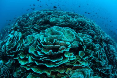 Warm sea temperatures have caused coral bleaching on a reef in Indonesia. Bleaching occurs when corals lose their symbiotic dinoflagellates, most often due to heat-related stress. clipart