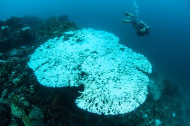 Warm sea temperatures have caused coral bleaching on a reef in Indonesia. Bleaching occurs when corals lose their symbiotic dinoflagellates, most often due to heat-related stress. clipart
