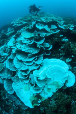 Warm sea temperatures have caused coral bleaching on a reef in Indonesia. Bleaching occurs when corals lose their symbiotic dinoflagellates, most often due to heat-related stress. clipart