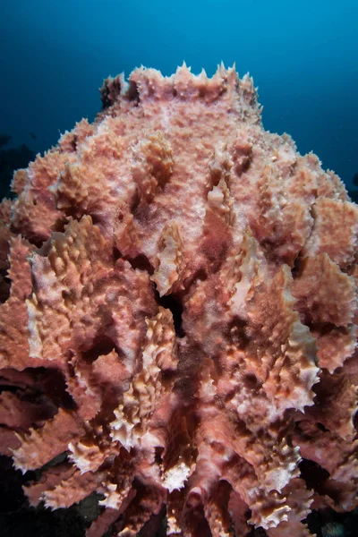 A barrel sponge grows on a deep coral reef in Indonesia. Sponges are ecologically important filter feeders and recycle nutrients, keeping energy within the reef ecosystem.