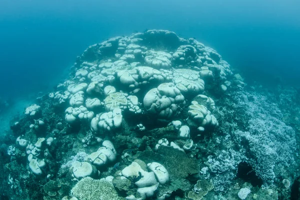 Warm Sea Temperatures Have Caused Coral Bleaching Reef Indonesia Bleaching — Stock Photo, Image