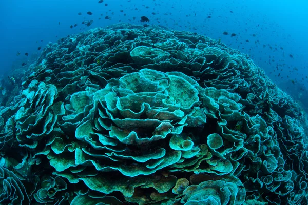 Warm Sea Temperatures Have Caused Coral Bleaching Reef Indonesia Bleaching — Stock Photo, Image