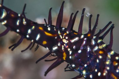 Süslü bir hayalet pipefish, Solenostomus paradoxus, Endonezya'da bir mercan resifi üzerinde gezinir. Bu güzel balıklar etkili kamuflaj kullanarak çevreye uyum sağlıyor..