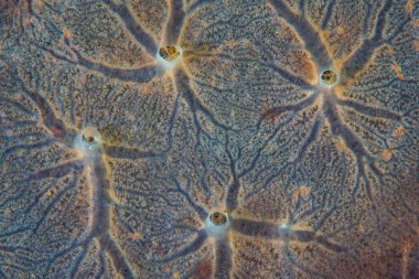 Endonezya'da bir mercan resifinde bir sünger yetişir. Süngerler ekolojik olarak önemli filtre besleyiciler ve geri dönüşüm besin, resif ekosistem içinde enerji tutmak.