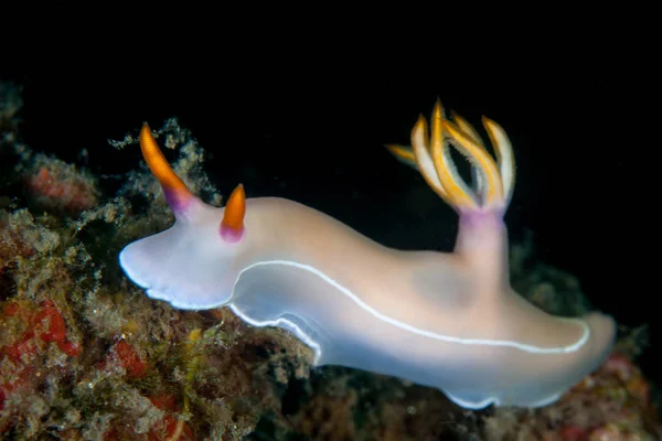 Nudibranco Colorato Hypselodoris Bullocki Striscia Una Barriera Corallina Cerca Cibo — Foto Stock