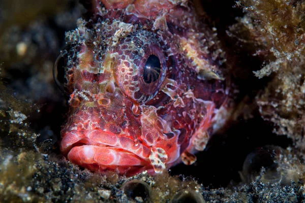 Een Ondersoort Lionfish Dendrochirus Brachypterus Zit Zeebodem Lembeh Strait Indonesië — Stockfoto