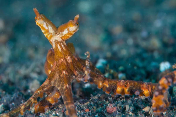 Ein Wunderpus Wunderpus Photogenicus Erkundet Den Schwarzen Sandboden Der Lembeh — Stockfoto