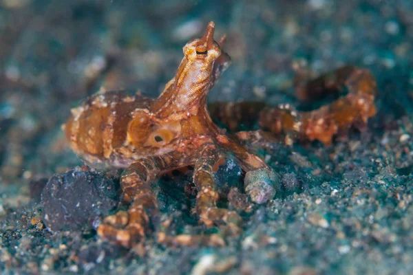 Wonderpus Wunderpus Photogenicus Esplora Fondale Sabbia Nera Nello Stretto Lembeh — Foto Stock