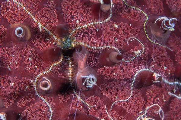 Sinuous Brittle stars live on a more robust starfish in Lembeh Strait, Indonesia. This area is home to an extraordinary array of marine biodiversity and is a popular destination for divers.