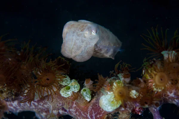 在印度尼西亚伦贝海峡的海底盘旋着一条小甲鱼 Sepia 该地区拥有众多海洋生物多样性 是潜水者的热门目的地 — 图库照片