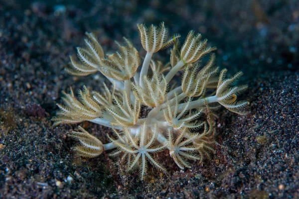 Pequeno Coral Macio Xenia Cresce Fundo Marinho Areia Preta Estreito — Fotografia de Stock