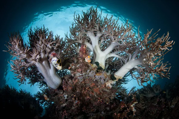 Healthy Soft Corals Grow Raja Ampat Indonesia Remote Tropical Region — Stock Photo, Image