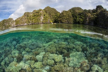 Sağlıklı mercanlar Raja Ampat, Endonezya bir resif büyür. Bu uzak, tropikal bölge deniz biyoçeşitliliğinin olağanüstü bir dizi ev ve dalgıçlar ve şnorkelli çeler için popüler bir yerdir.