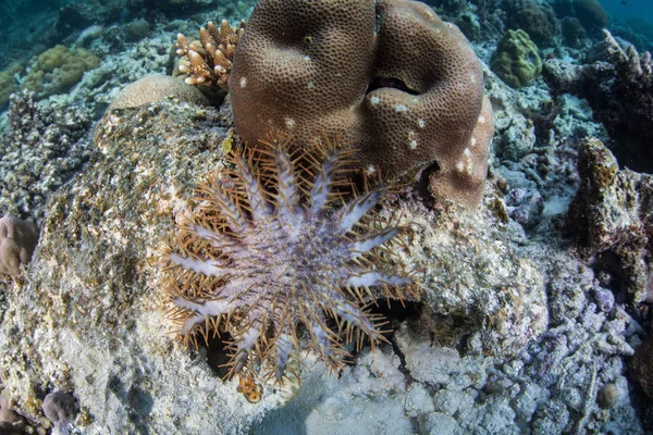 Crown Thorns Starfish Alimenta Corais Raja Ampat Indonésia Esta Remota — Fotografia de Stock