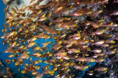 Altın süpürücüler bir okul Raja Ampat, Endonezya yüzer. Bu uzak bölge deniz biyolojik çeşitliliğin olağanüstü bir dizi ev ve dalgıçlar ve şnorkel için popüler bir yerdir.