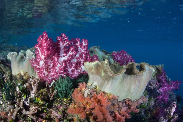 건강한 산호는 인도네시아 암파의 활기찬 산호초에서 자랍니다 지역은 다양성의 특별한 — 스톡 사진