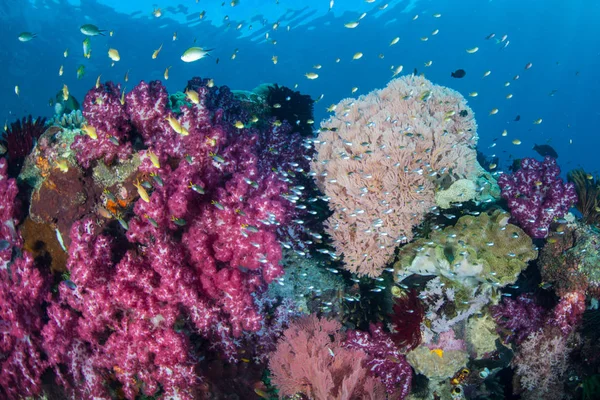 Zdrowe Korale Ryby Rozwijają Się Rafie Raja Ampat Indonezja Ten — Zdjęcie stockowe