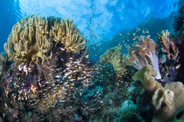 在印度尼西亚拉贾安帕的珊瑚礁上 健康的珊瑚和鱼类茁壮成长 这个热带地区拥有众多海洋生物多样性 是潜水者和浮潜者的热门目的地 — 图库照片