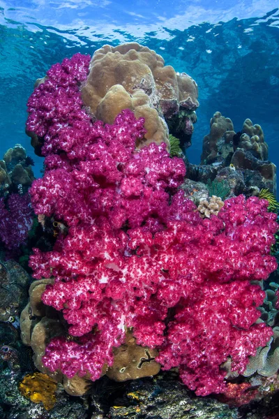 Żywe Miękkie Korale Rosną Rafie Raja Ampat Indonezja Ten Tropikalny — Zdjęcie stockowe