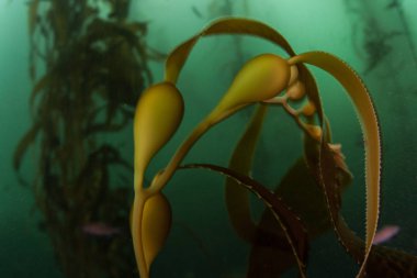 Dev yosun bir orman, Macrocystis pyrifera, Kaliforniya kıyıları boyunca yetişir. Bu, hızlı bir şekilde büyüyebilen ve ekolojik olarak önemli sualtı yaşam alanlarını oluşturabilen bir deniz yosunu türüdür..