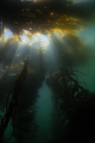 Entlang Der Kalifornischen Küste Wächst Ein Wald Aus Riesenkelp Macrocystis — Stockfoto