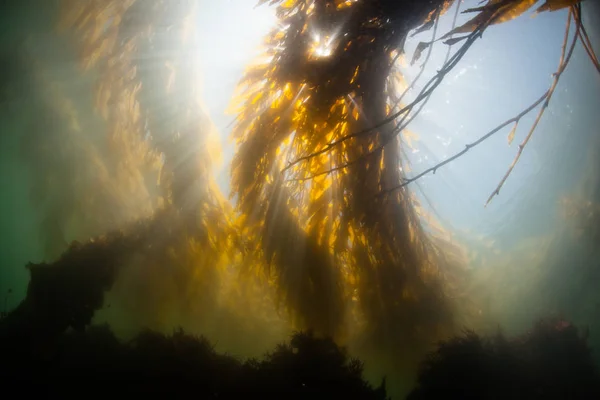 Une Forêt Varech Géant Macrocystis Pyrifera Pousse Long Côte Californie — Photo