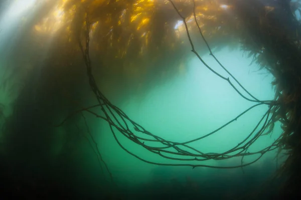 Een Bos Van Gigantische Kelp Macrocystis Pyrifera Groeit Langs Kust — Stockfoto