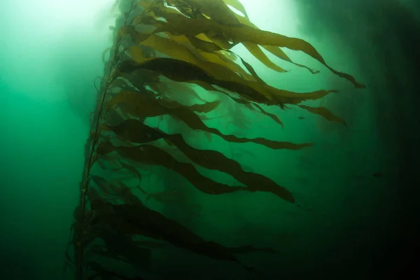 巨大な昆布の森 マクロシスティスピリフェラは カリフォルニアの海岸に沿って成長します これは 迅速に成長し 生態学的に重要な水中生息地を形成することができる海洋藻類の種です — ストック写真